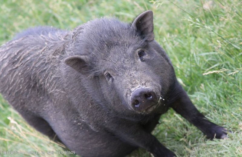 农家土猪肉猪猪图片