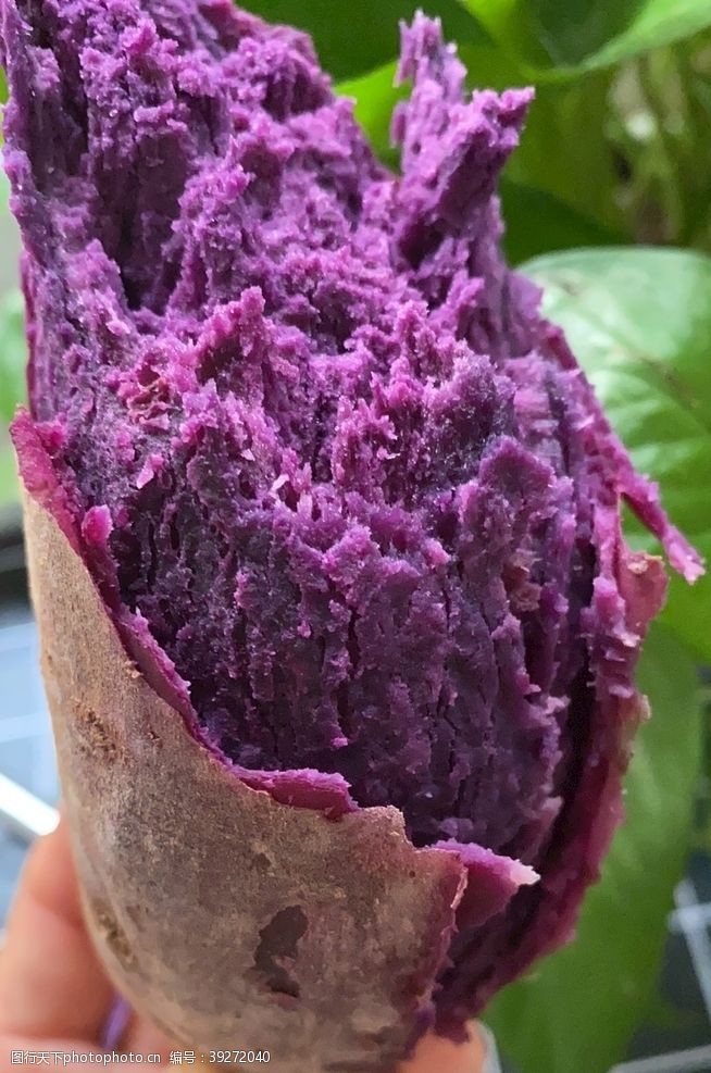 地瓜干紫薯图片
