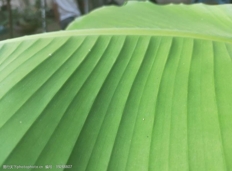 叶子纹路芭蕉叶子绿色植物图片