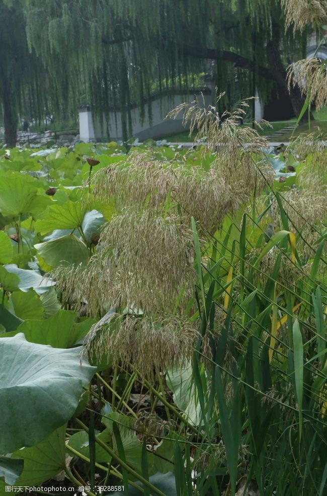 莲蓬荷塘风景图片