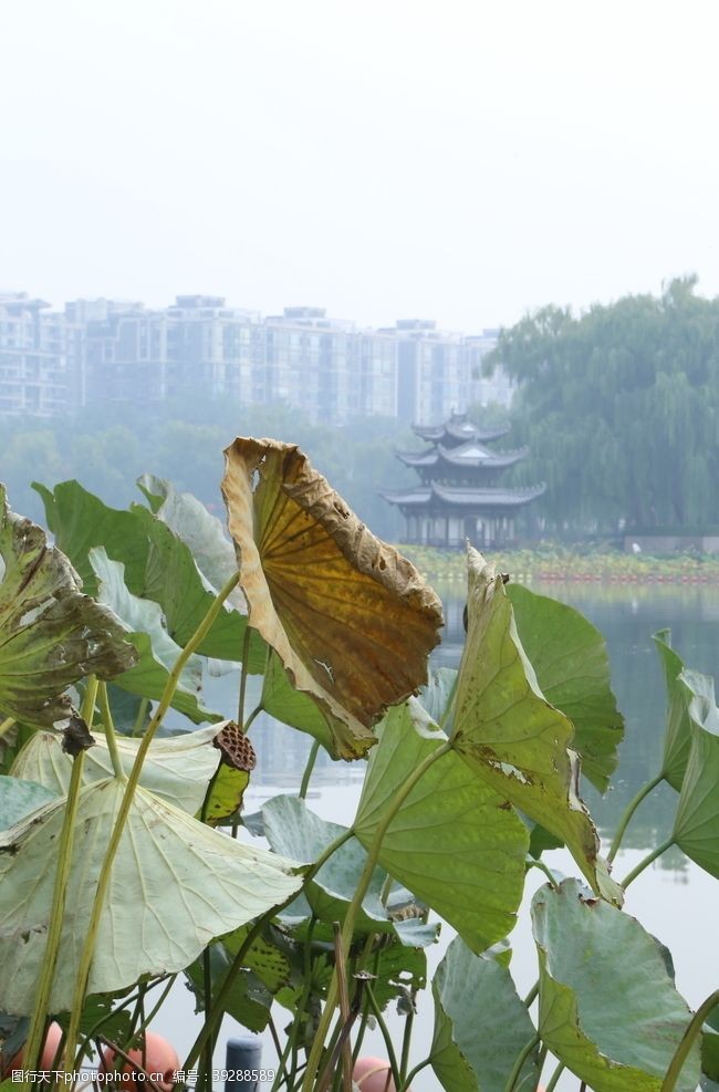 残荷荷塘风景图片