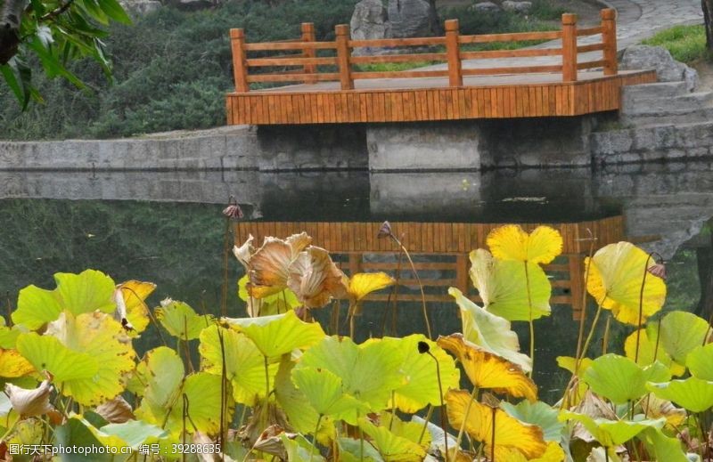 莲蓬荷塘风景图片