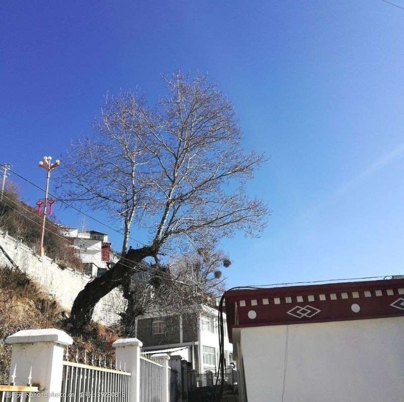 西青区山村小院建筑树木风景图片