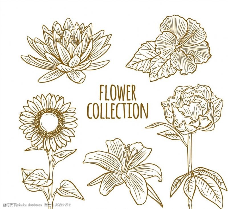 百合花手绘花卉设计图片