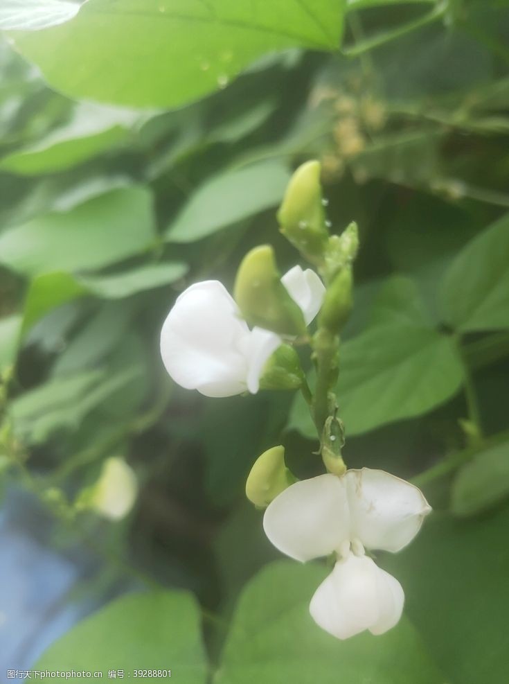 豌豆花豆荚花白色图片