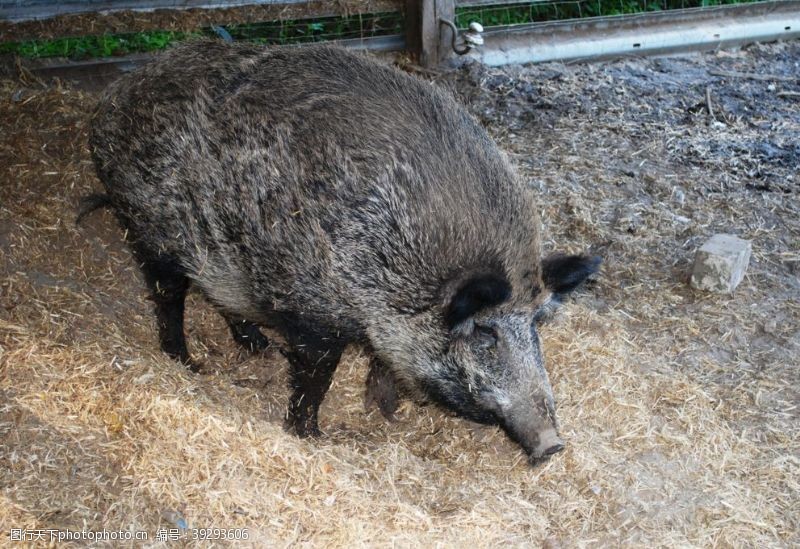 农家土猪猪图片