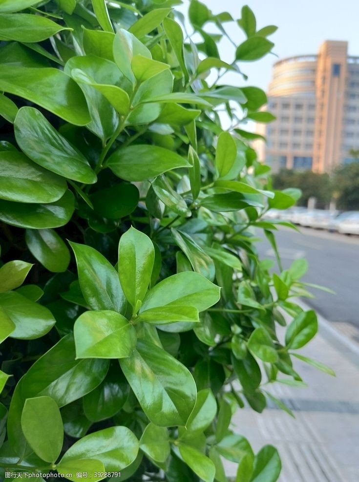 城市街道植物特拍图片