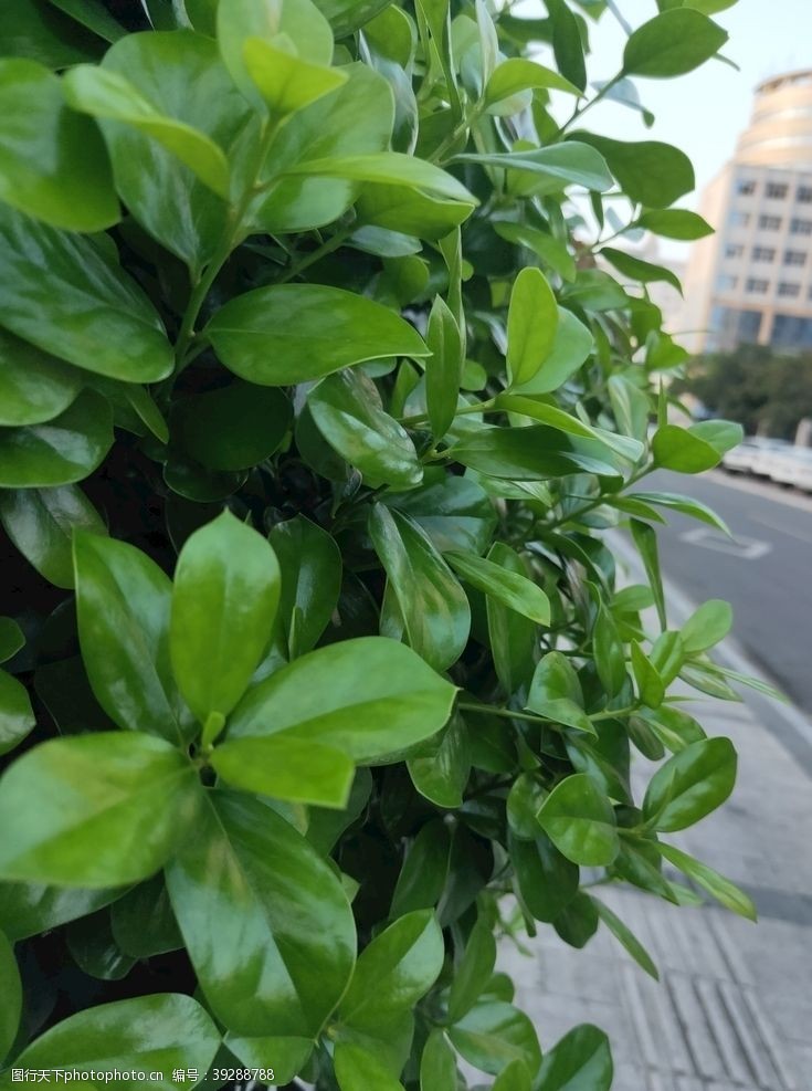 城市植物特拍绿色街道图片