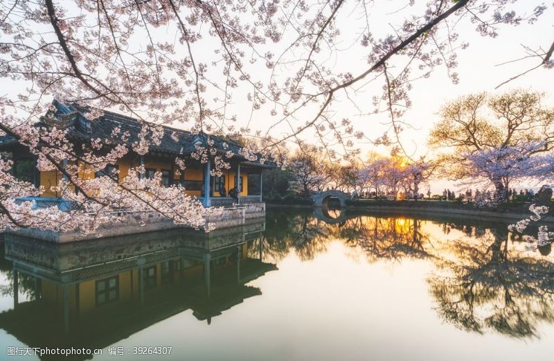 泰国旅游背景古镇樱花图片