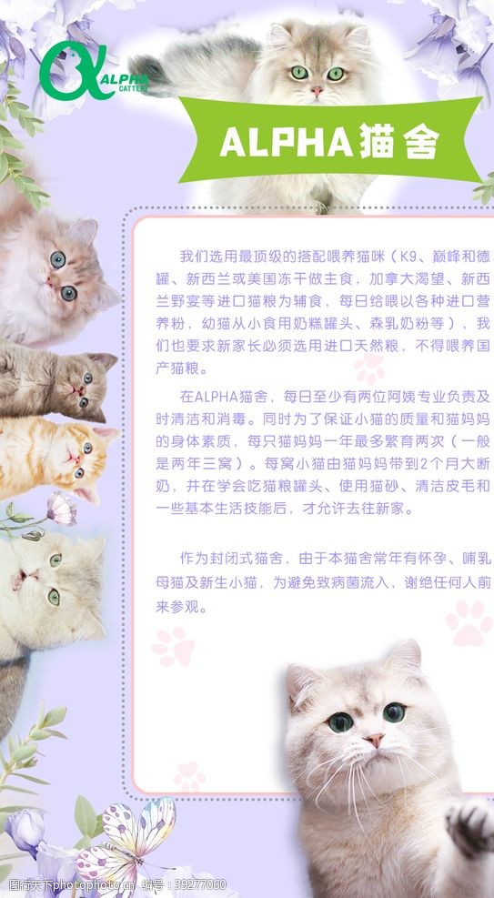 宠物诊所广告简约大气宠物猫舍海报图片