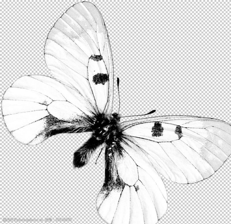 灰蝶昆虫蝴蝶图案图片