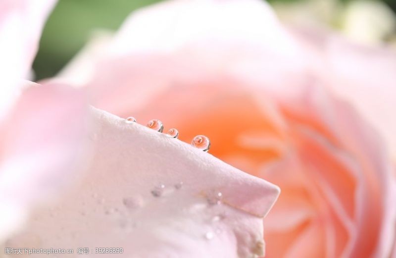 微粉玫瑰露珠图片