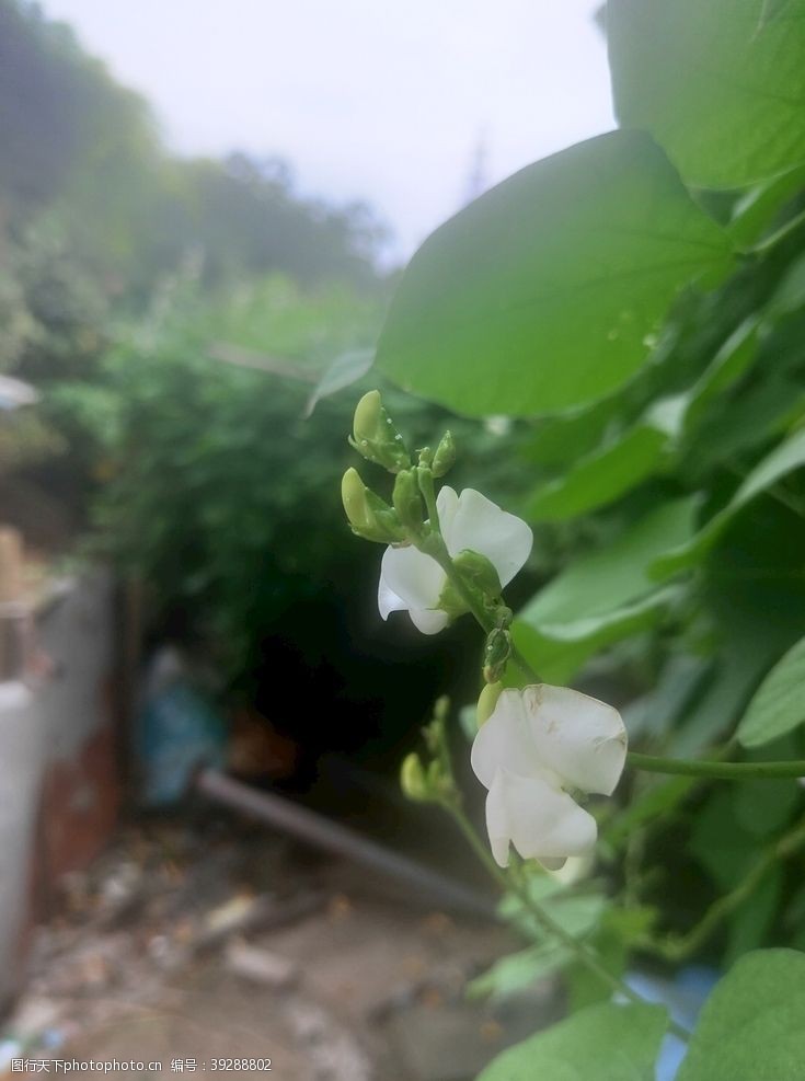 豌豆花豆荚花白色图片