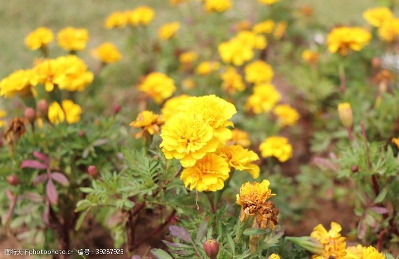 臭菊花万寿菊图片