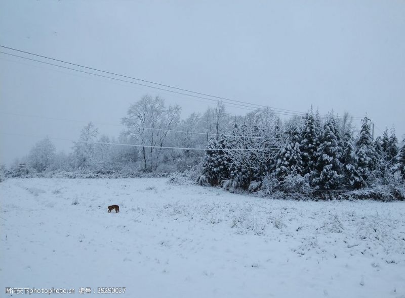 雪与狗图片