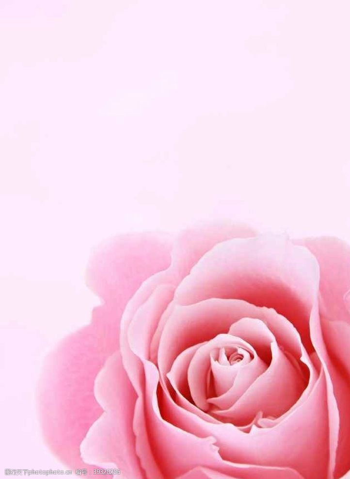 粉色画册底图玫瑰花图片