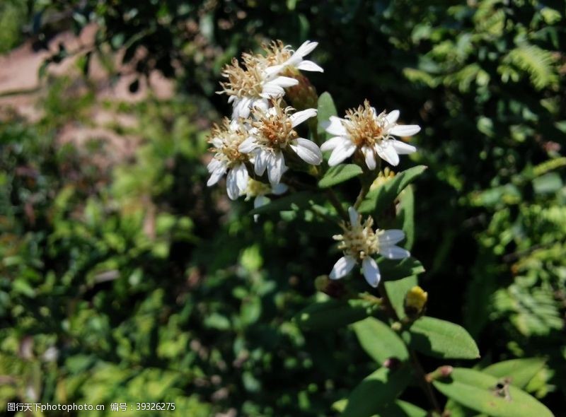 野生药材山白菊图片