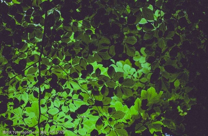 绿色枫叶背景树叶图片