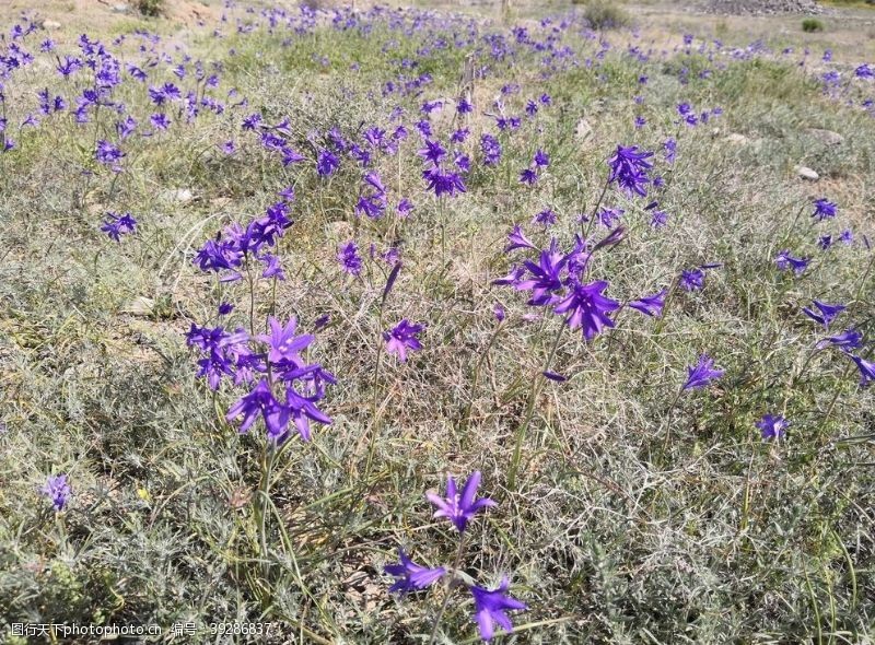 鸢尾花图片鸢尾蒜图片