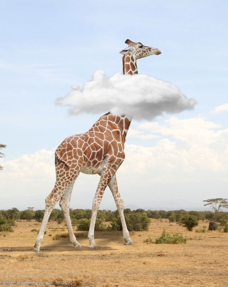 非凡云中的长颈鹿图片