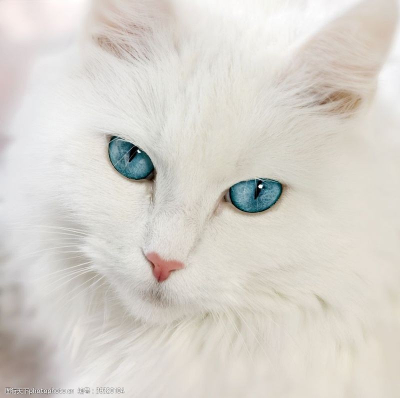 宠物海报超高清高冷白猫照片图片
