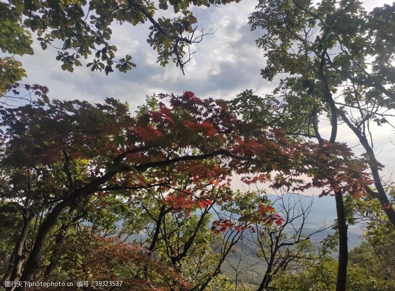 秋季元素枫叶图片
