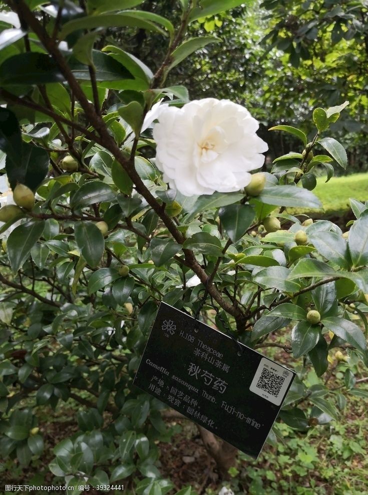 秋茶昆明市植物园茶花开放图片