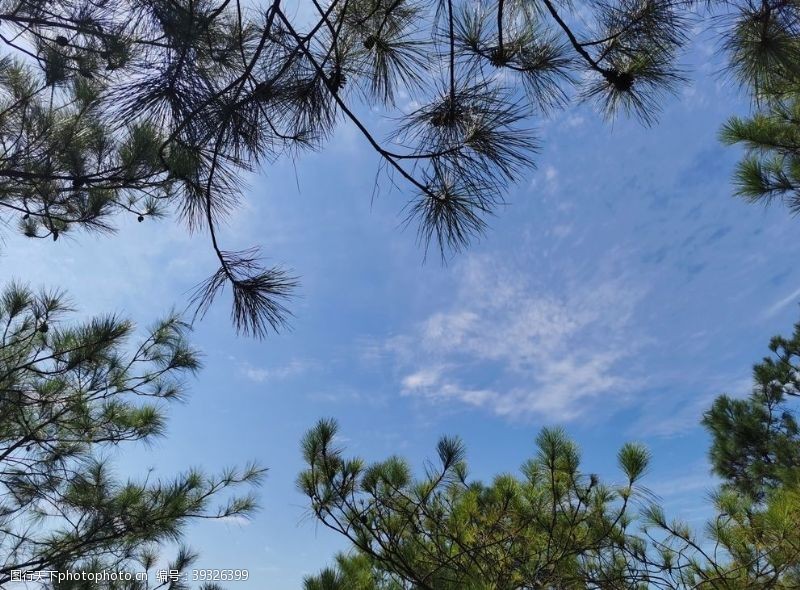 针叶树蓝天与松枝图片