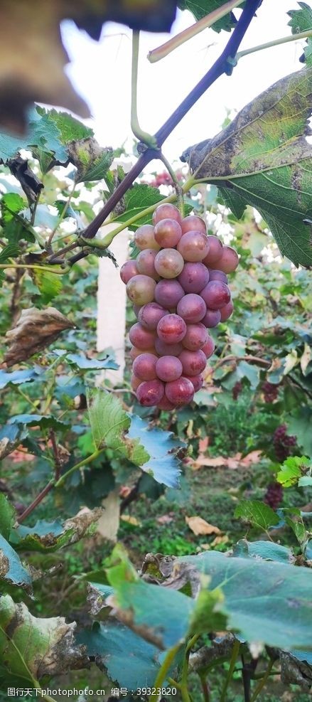 葡萄栽培葡萄园图片