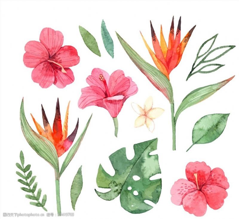 扶桑花热带花卉和叶子图片