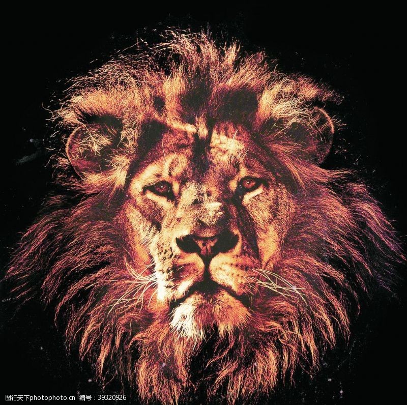 洛阳狮子狮子头图片