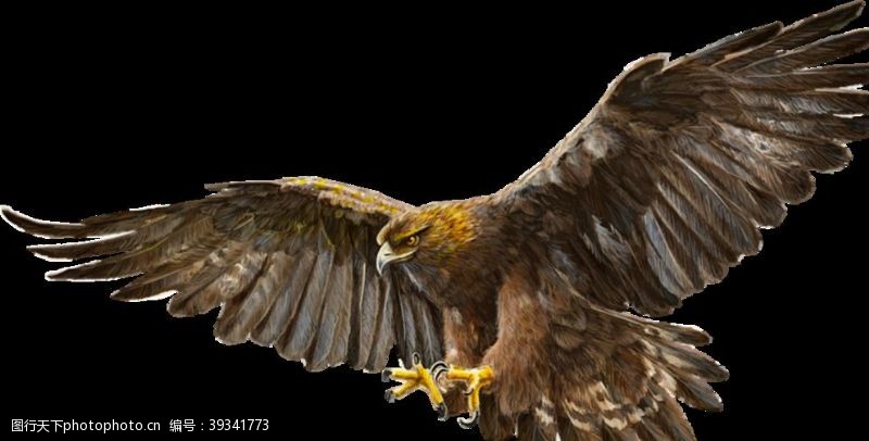 威武的雄鹰张开褐色的翅膀高图片