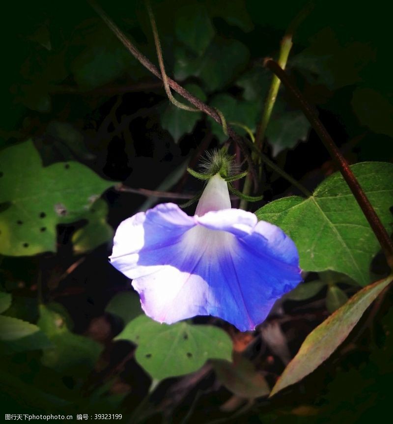 阳光下的蓝色牵牛花图片