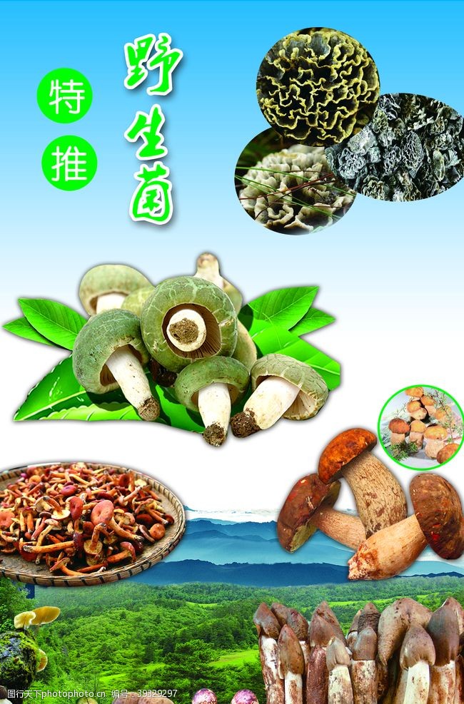 云南特产野生菌海报图片