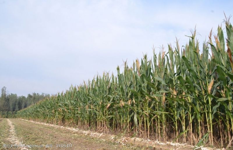 玉米地苞谷图片