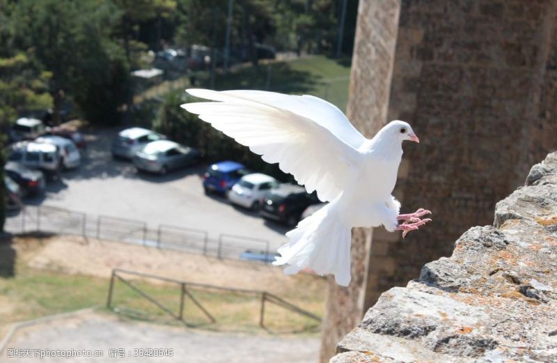 飞翔的鸽子白鸽图片