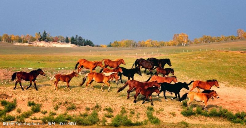 奔跑的马草原奔跑的骏马图片