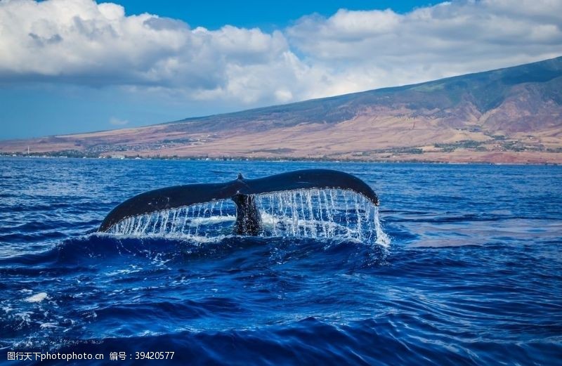 大海鲸鱼大海蔚蓝的大海大气海洋图片