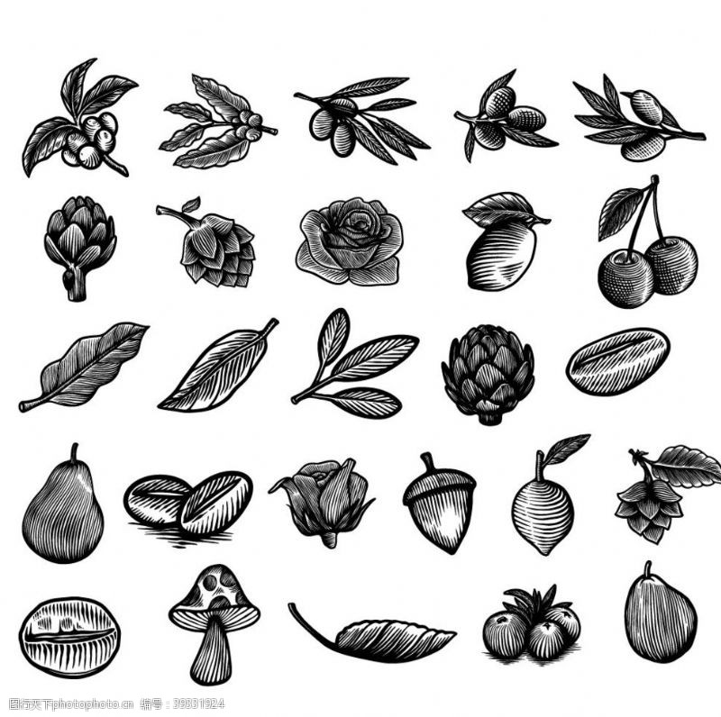 玫瑰花苞黑白素描蔬菜水果图片