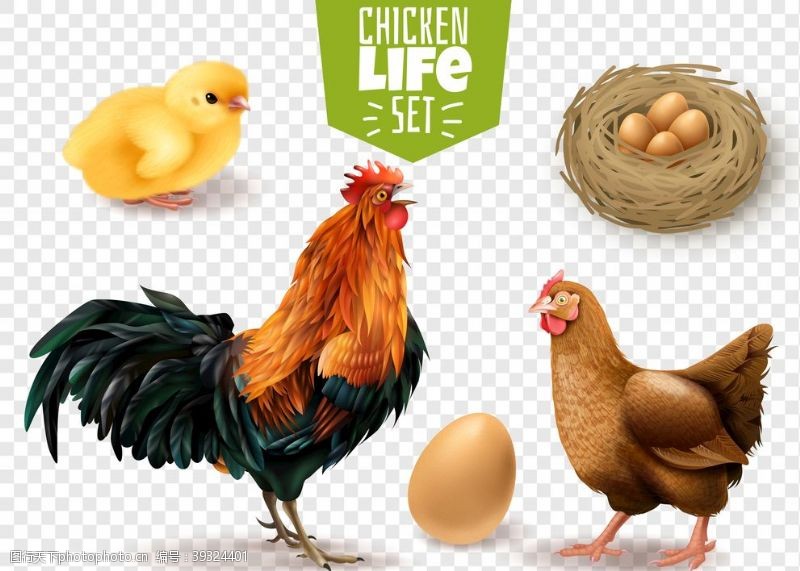 鸡蛋包装盒鸡卡通鸡鸡肉鸡蛋手绘鸡图片