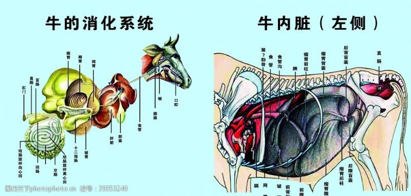 左边设计牛的消化系统图片