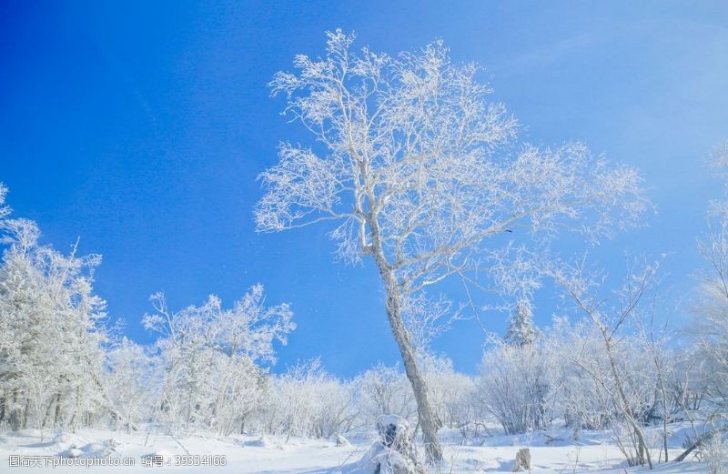 滑雪场雾凇图片