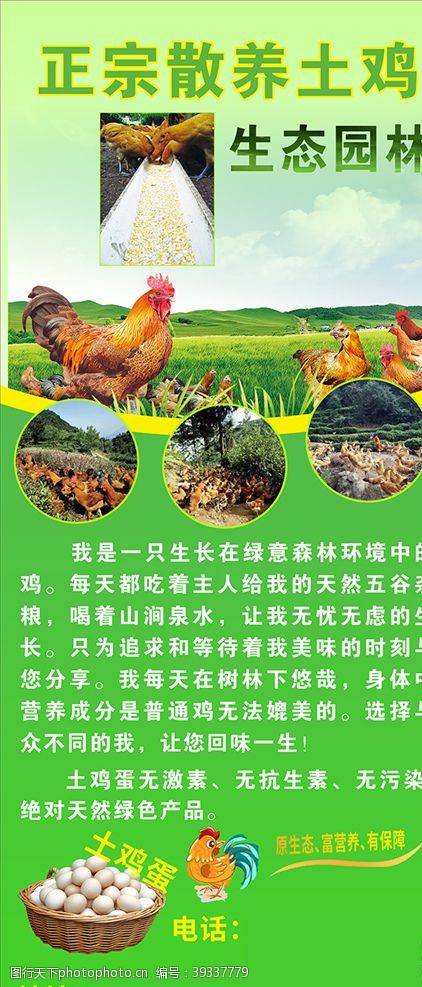 乡村土鸡养殖门型展架图片