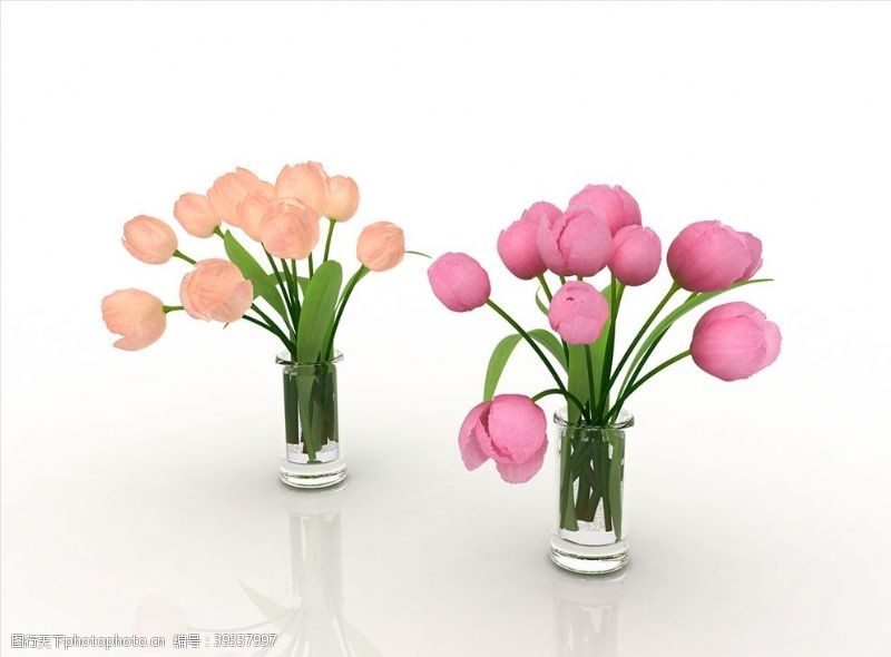 白色郁金香紫郁金香花卉绿植盆栽图片