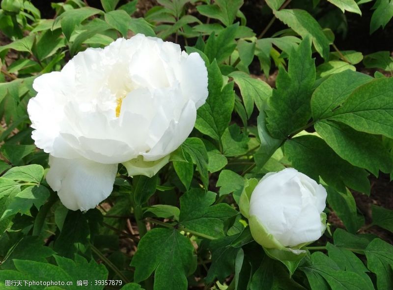 牡丹园北京植物园鲜花牡丹花花卉图片