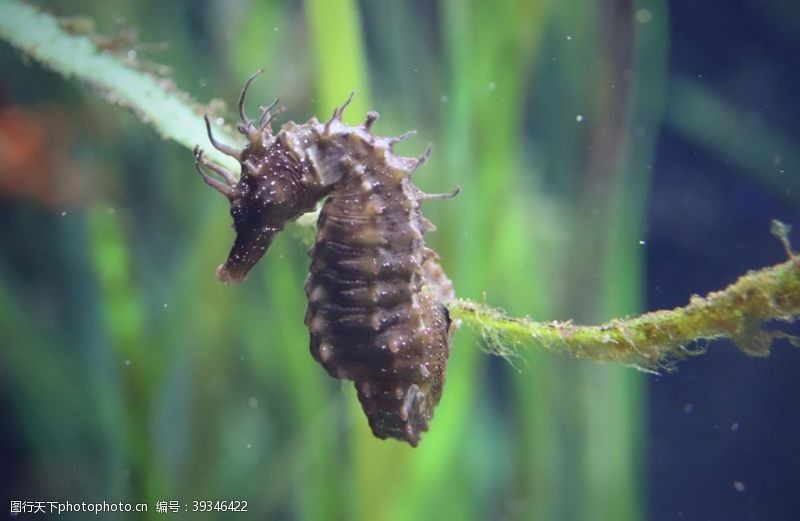 野生药材海马图片