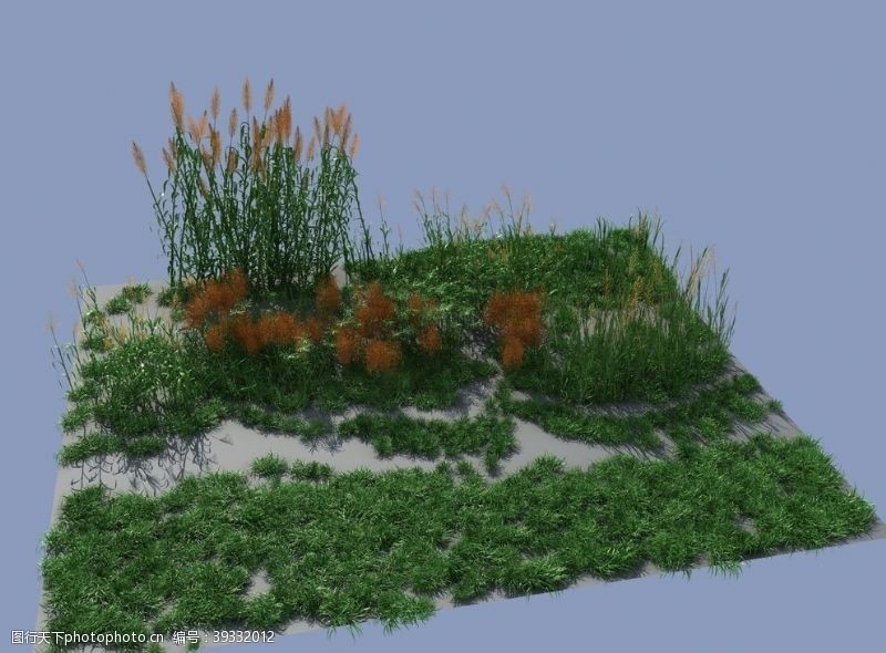 花草3d模型芦苇草图片