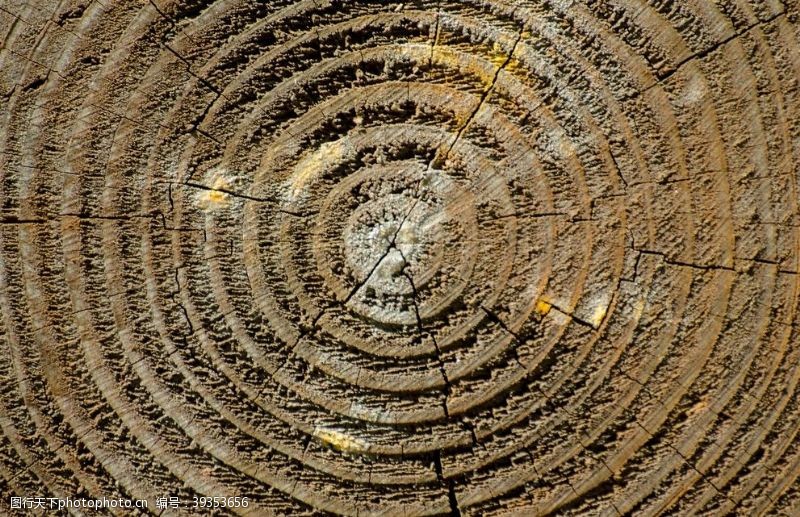 树年轮木纹背景图片