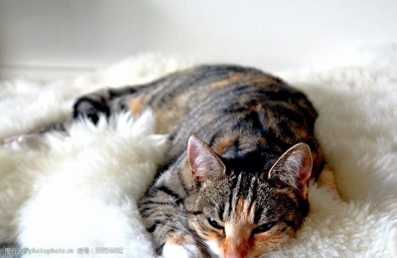 睡着的猫咪趴在地毯上的猫图片