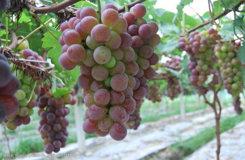 葡萄栽培葡萄果熟了图片